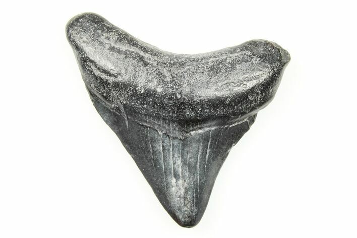 Juvenile Megalodon Tooth - South Carolina #196100